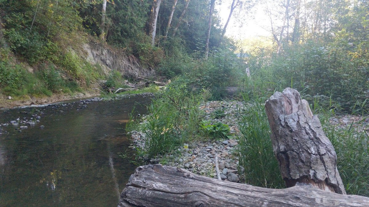 Recently acquired spawning habitat on Ohop Creek.